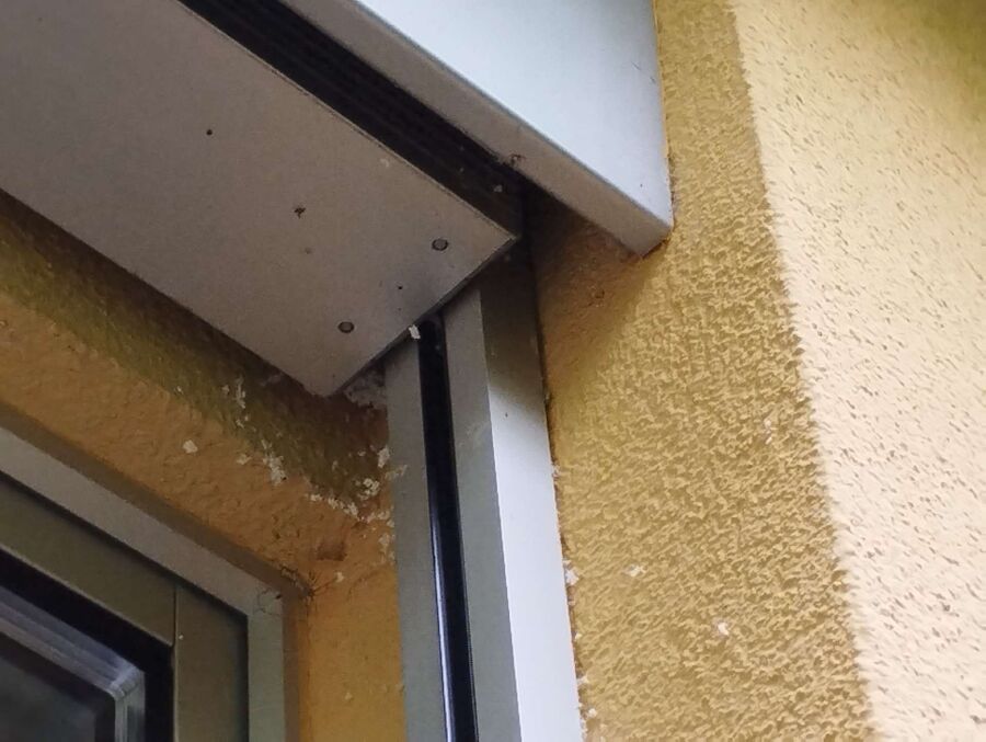 wespennest_entfernen