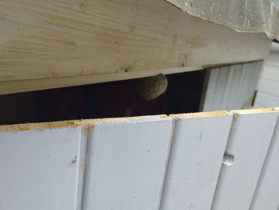 wespennest_entfernen