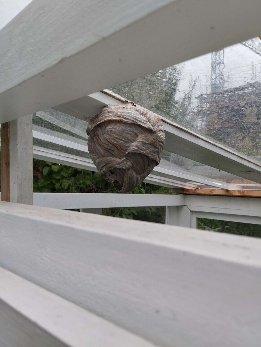 wespennest_entfernen