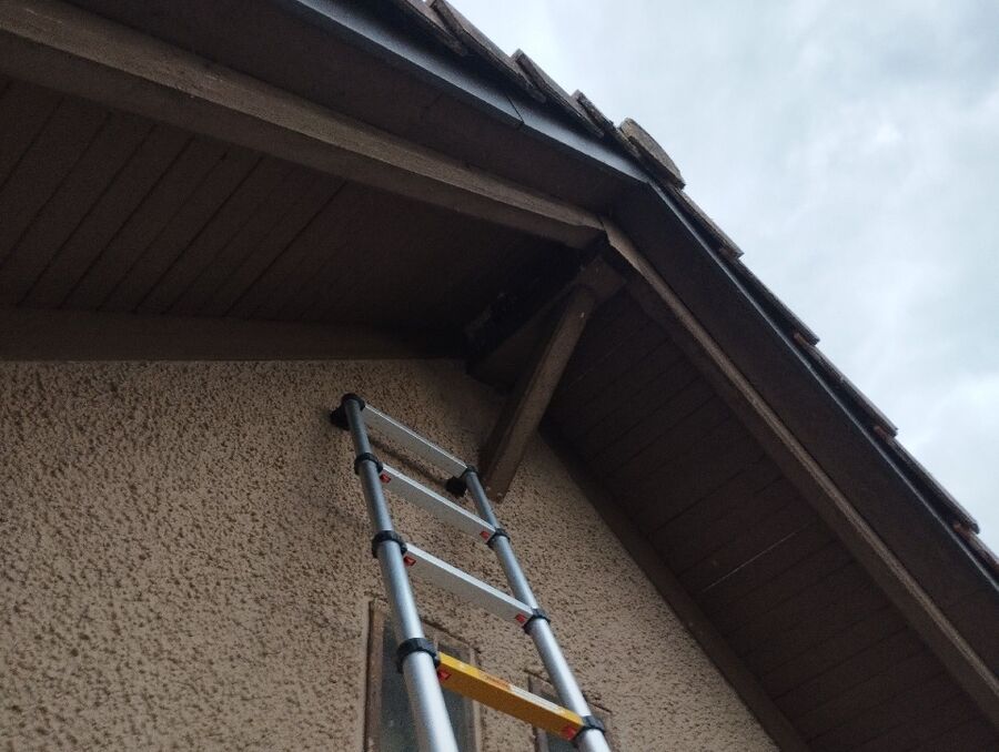 wespennest_entfernen