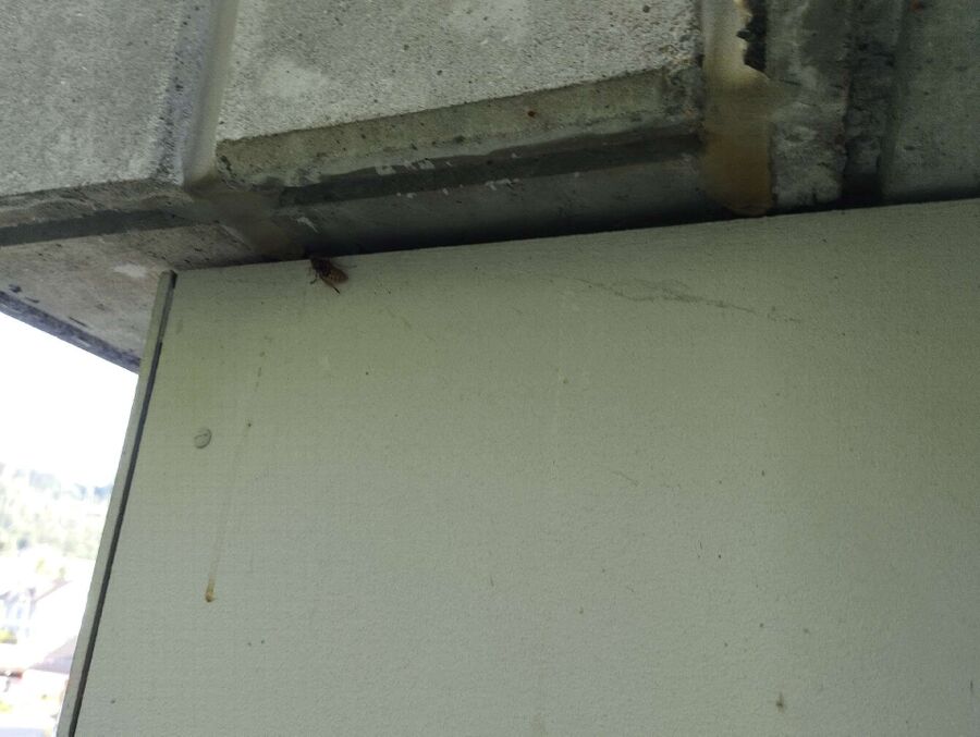 wespennest_entfernen