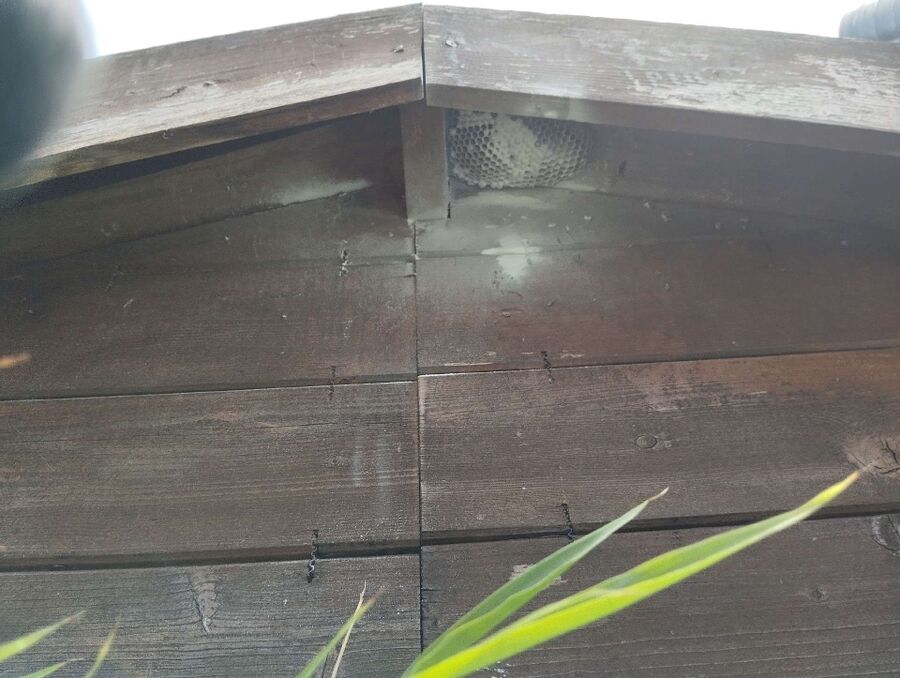 wespennest_entfernen