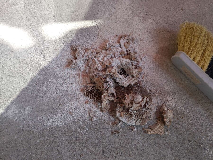 wespennest_entfernen