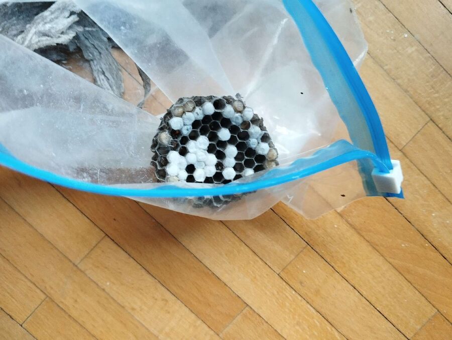 wespennest_entfernen