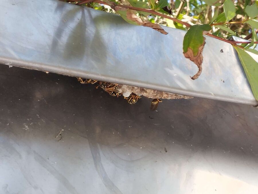 wespennest_entfernen