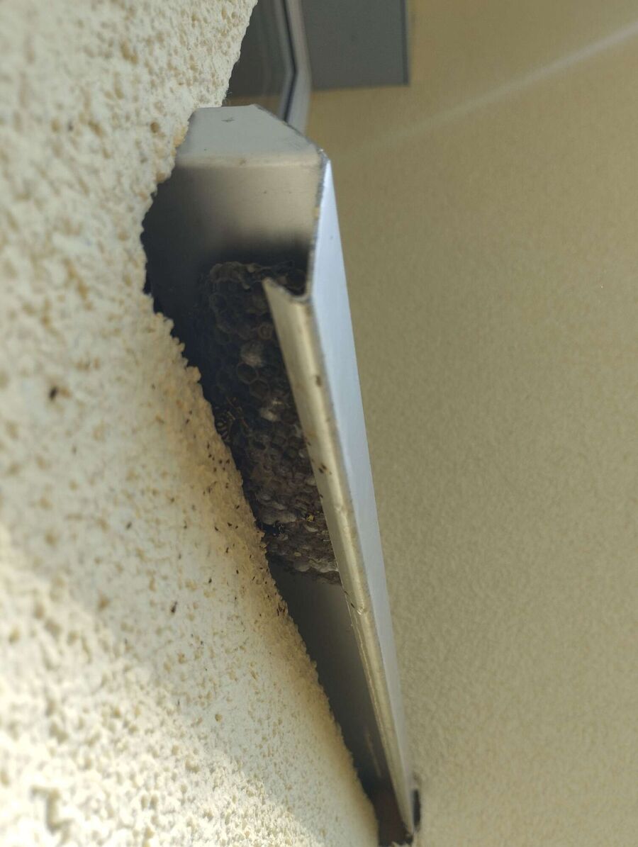 wespennest_entfernen