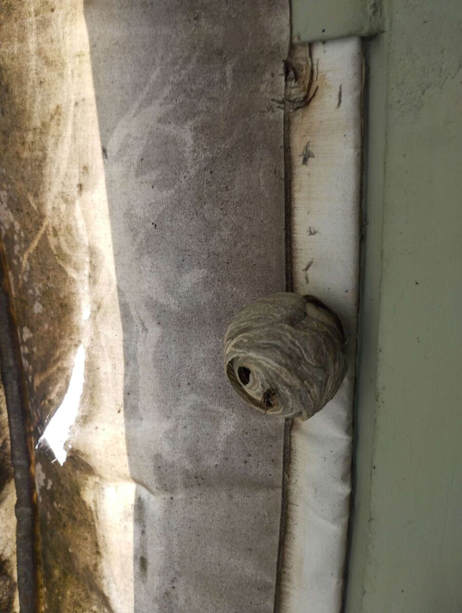 wespennest_entfernen