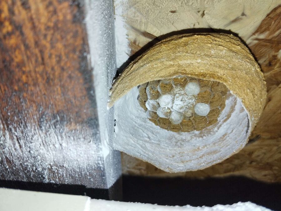 wespennest_entfernen