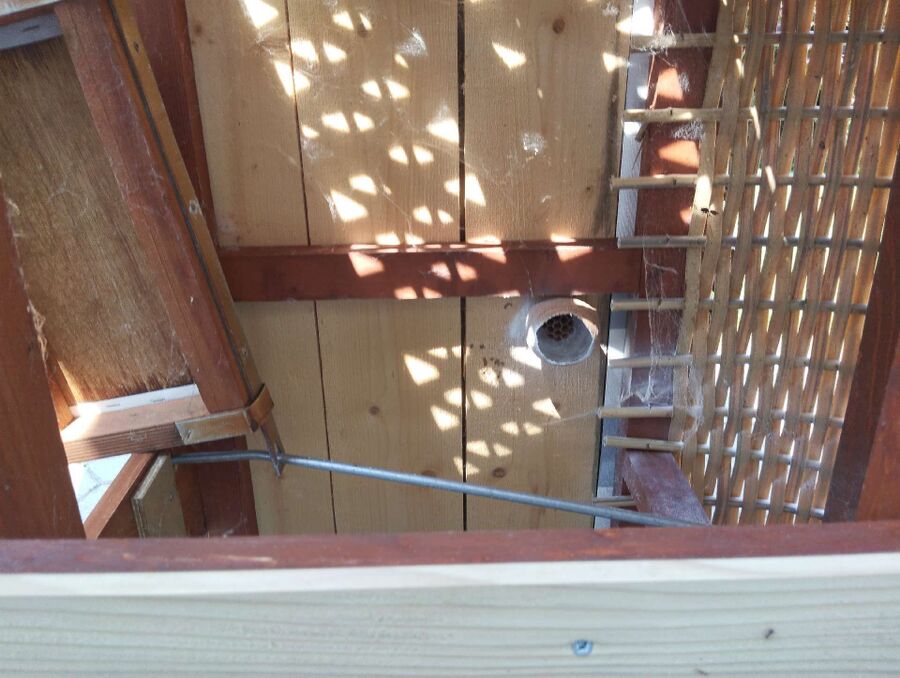 wespennest_entfernen