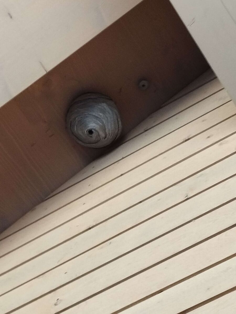 wespennest_entfernen