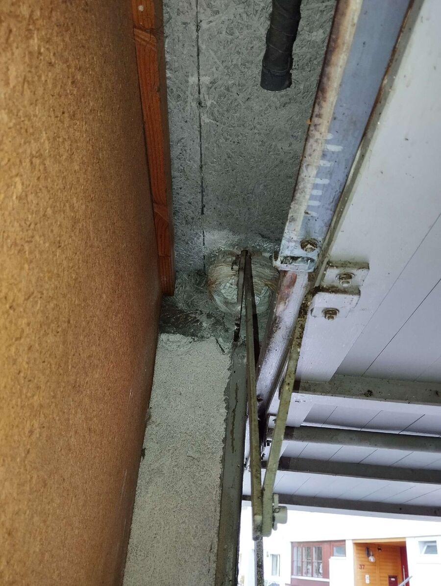 wespennest_entfernen