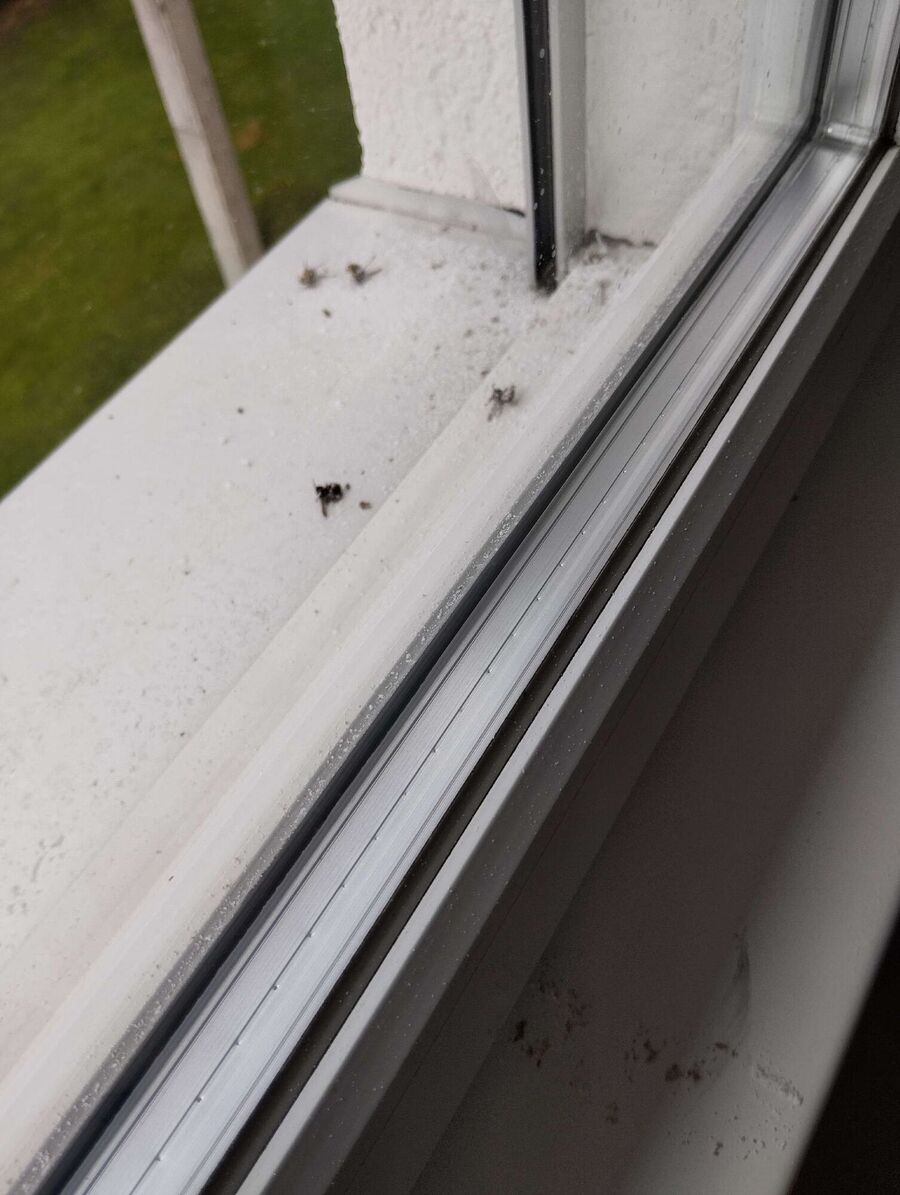 wespennest_entfernen