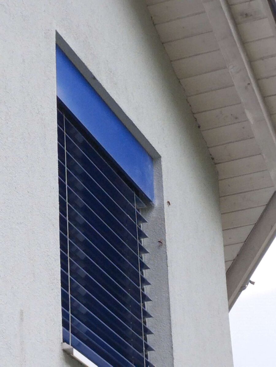 wespennest_entfernen