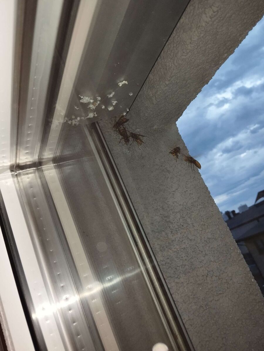 wespennest_entfernen