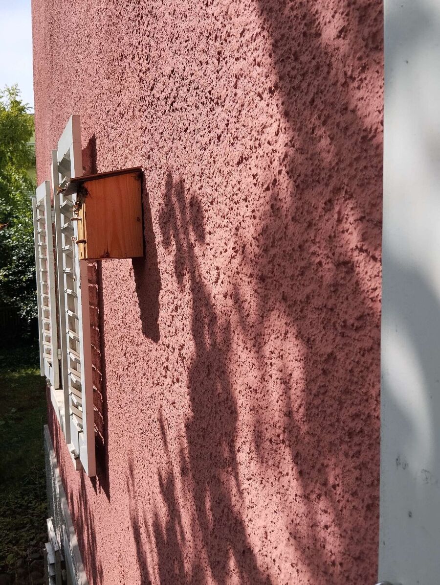 wespennest_entfernen