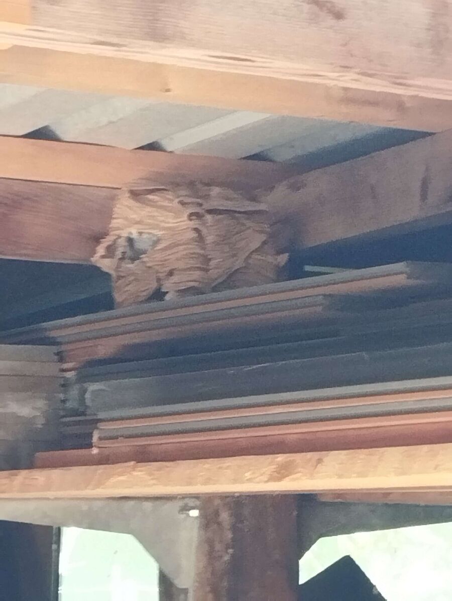 wespennest_entfernen