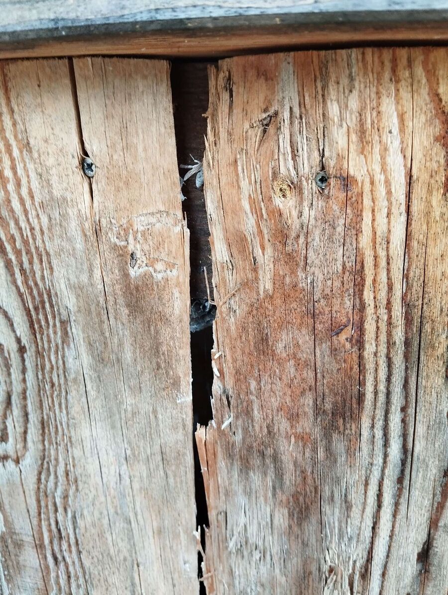 wespennest_entfernen