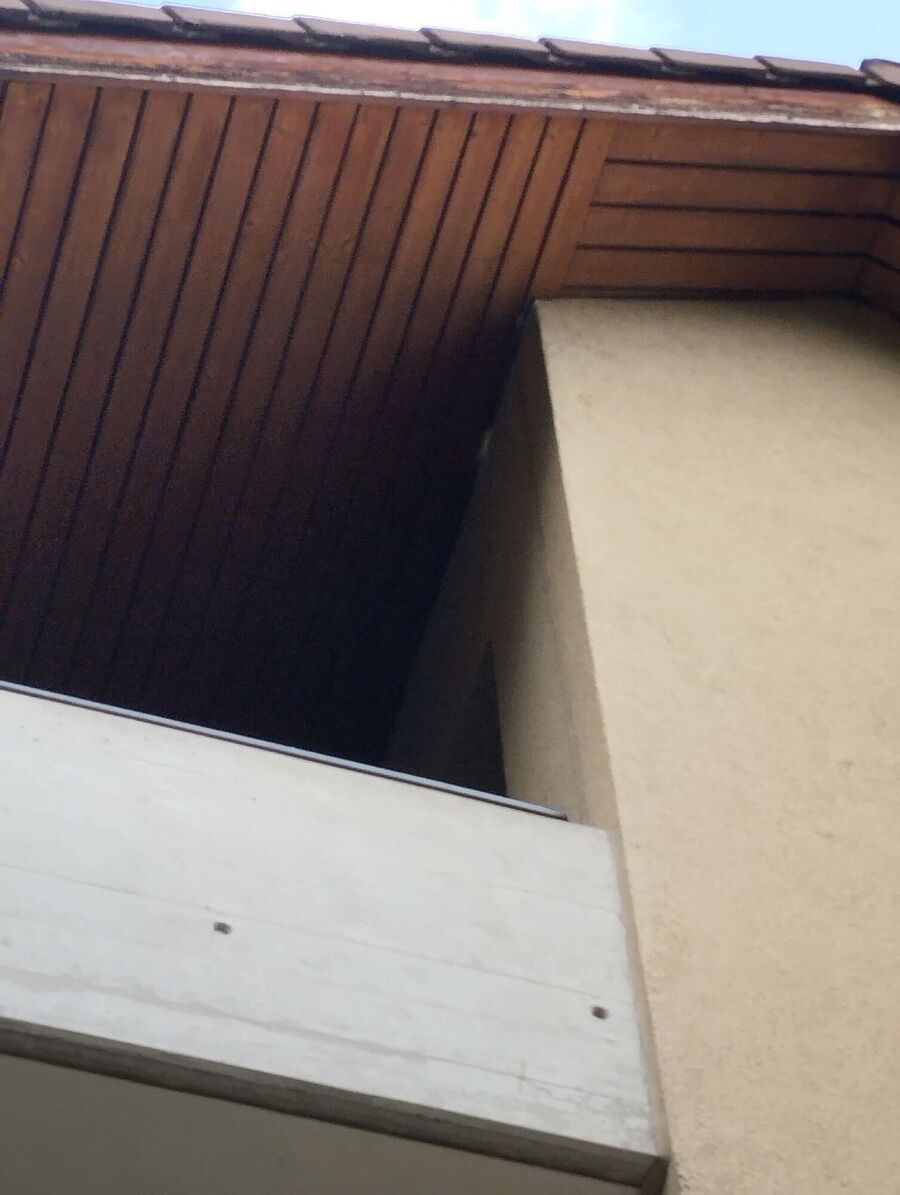 wespennest_entfernen