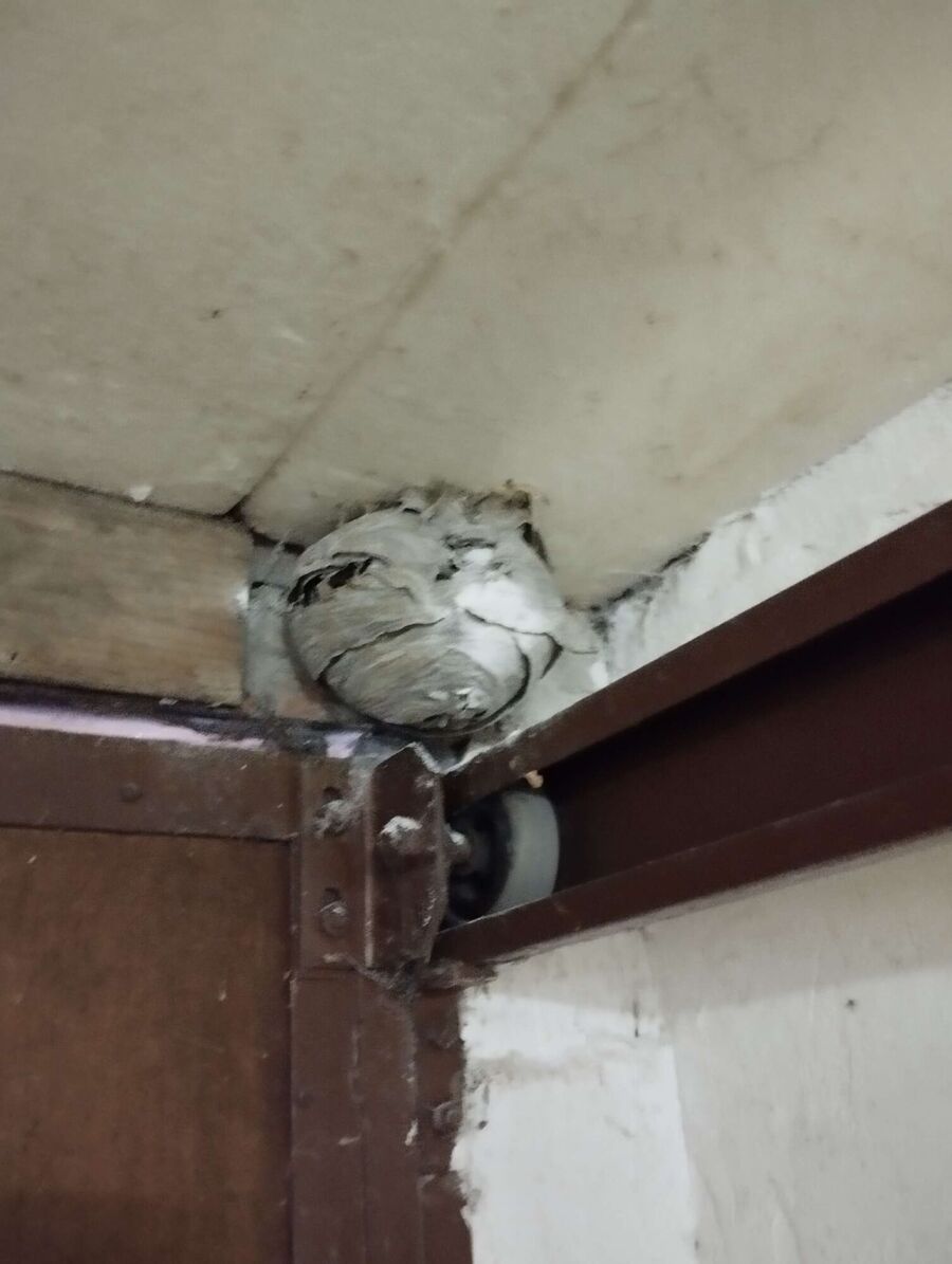 wespennest_entfernen