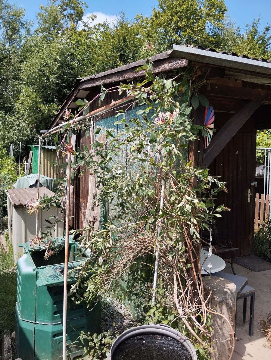 wespennest_entfernen