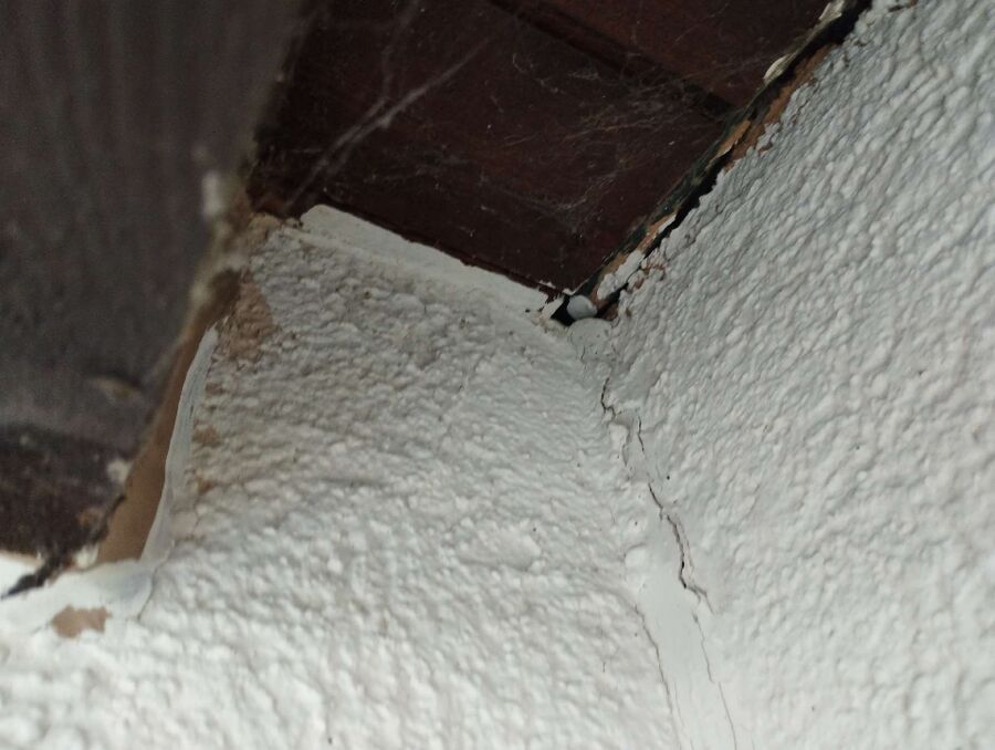 wespennest_entfernen