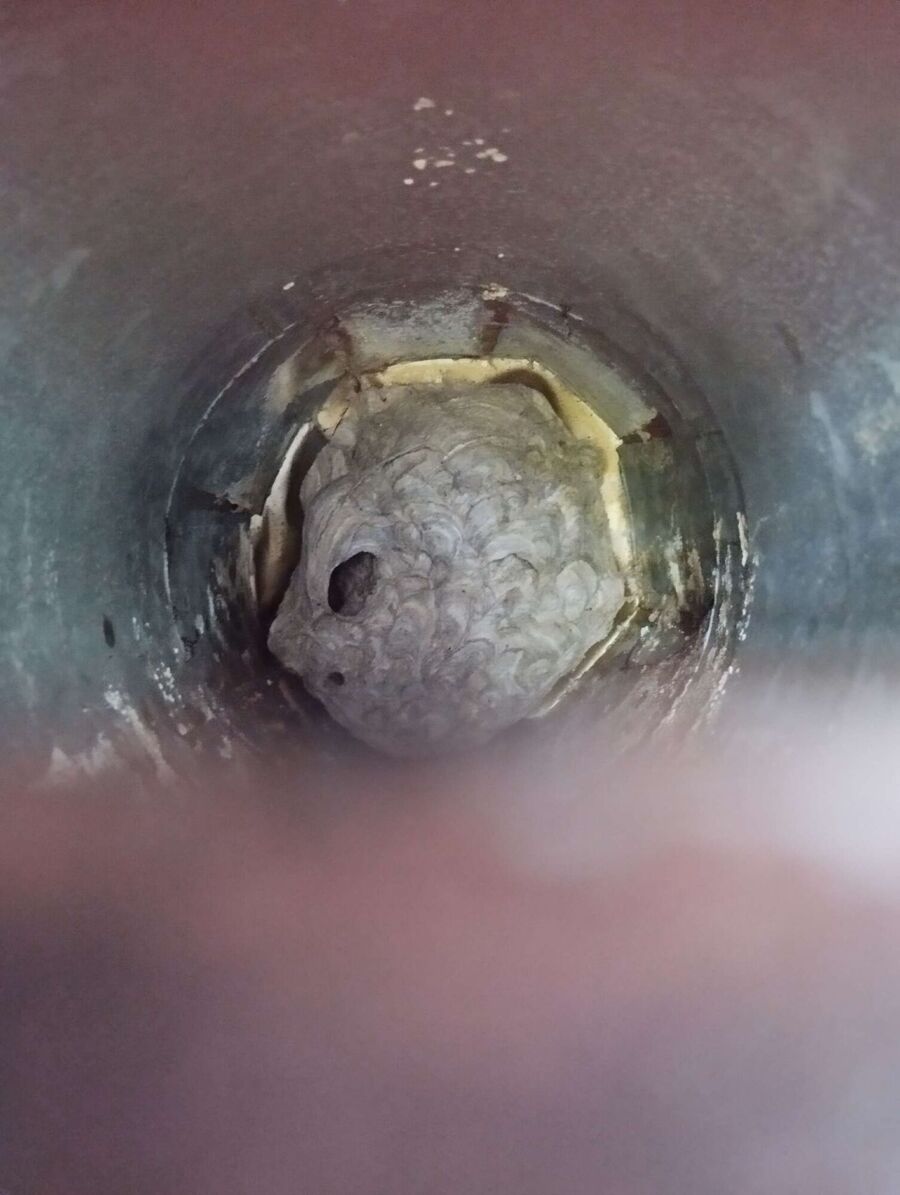 wespennest_entfernen