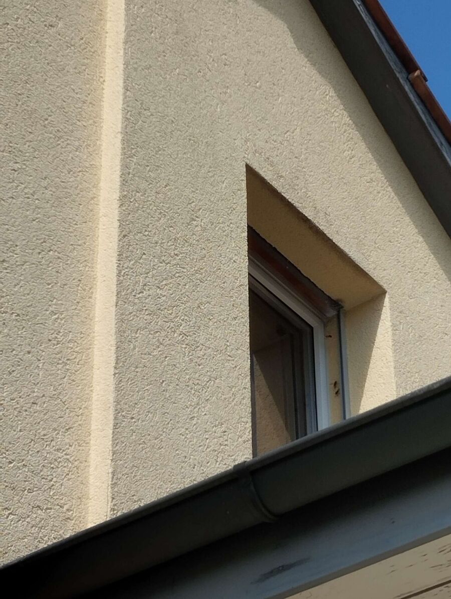 wespennest_entfernen