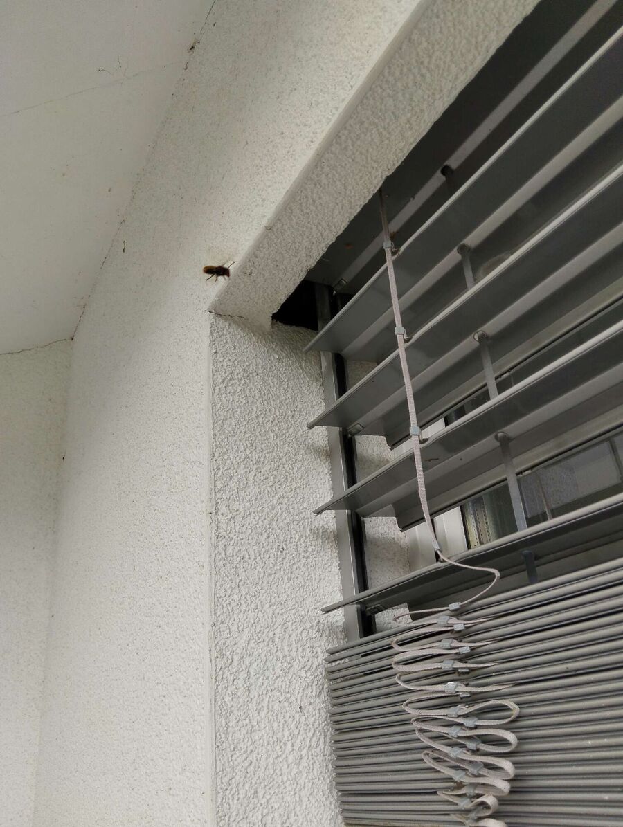 wespennest_entfernen