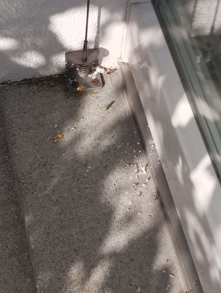 wespennest_entfernen