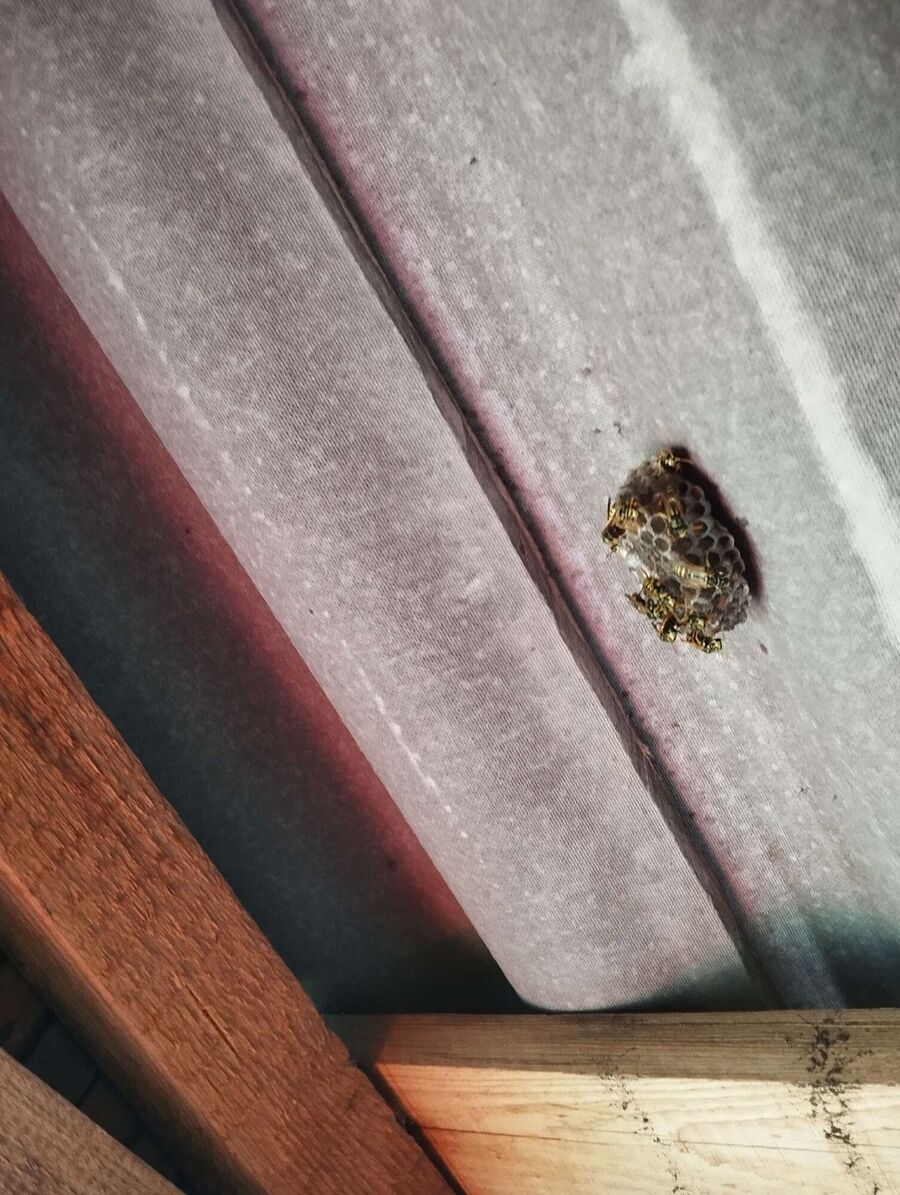 wespennest_entfernen