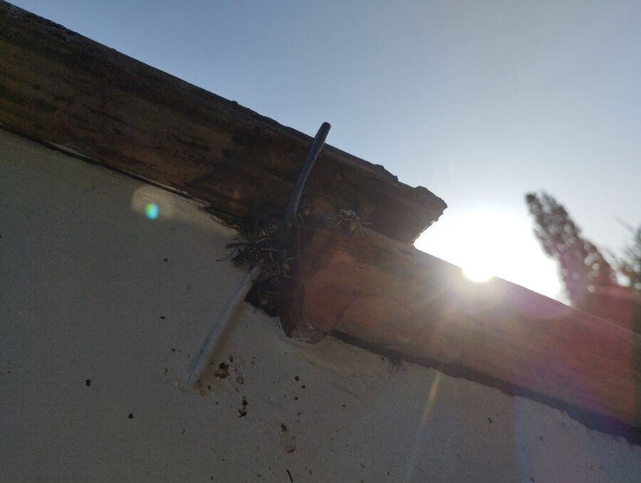 wespennest_entfernen