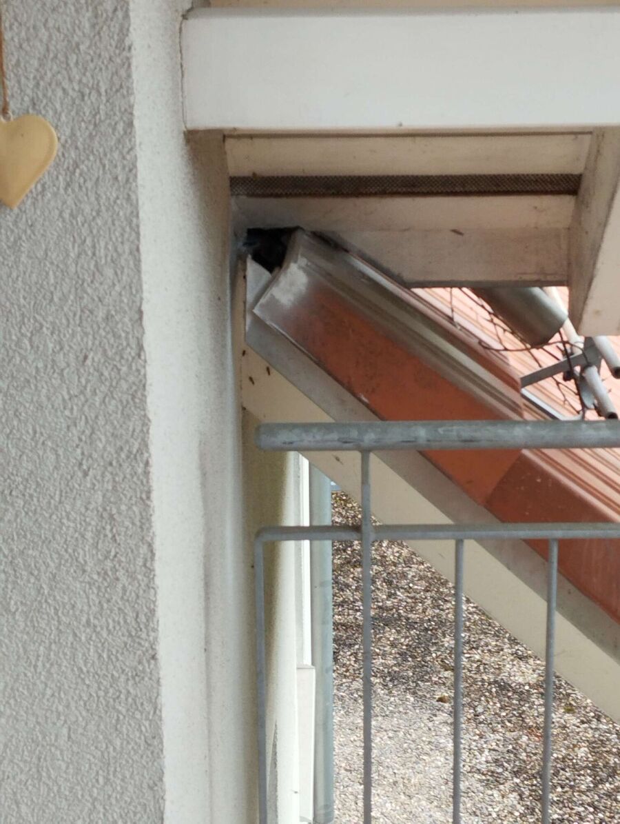 wespennest_entfernen