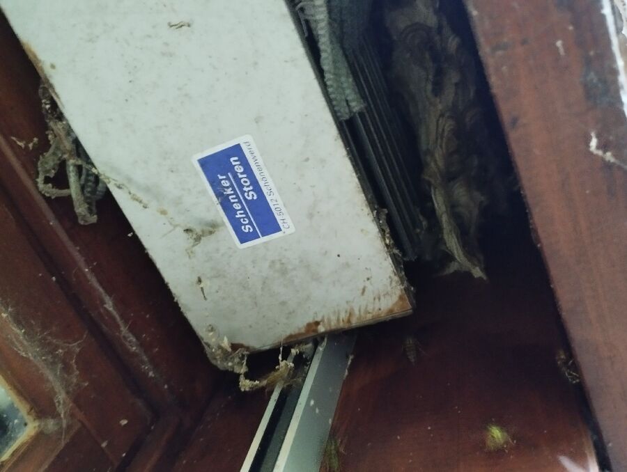 wespennest_entfernen