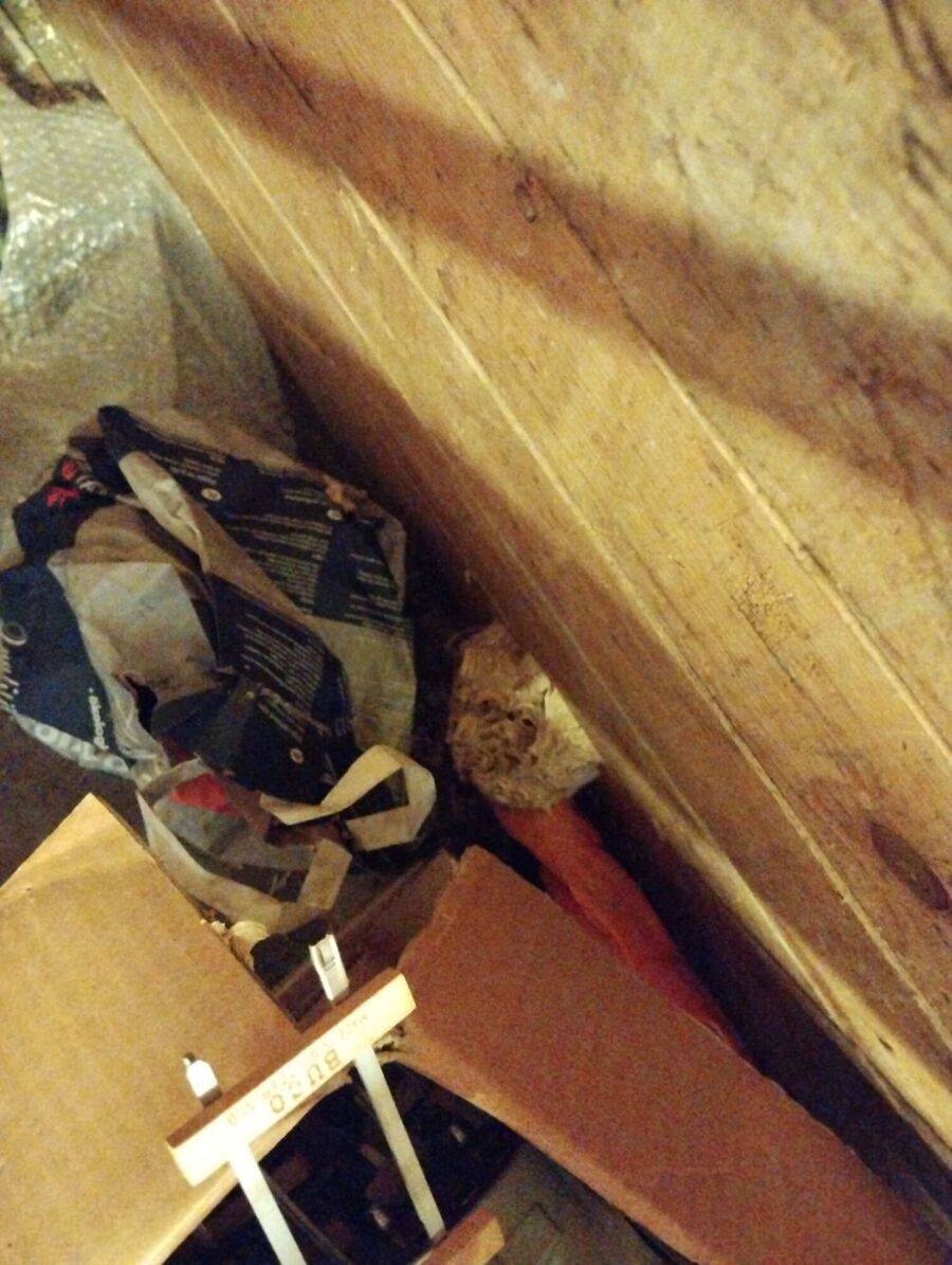 wespennest_entfernen