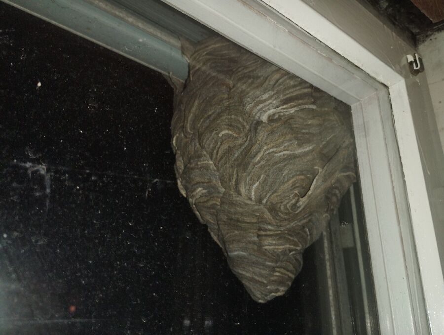 wespennest_entfernen