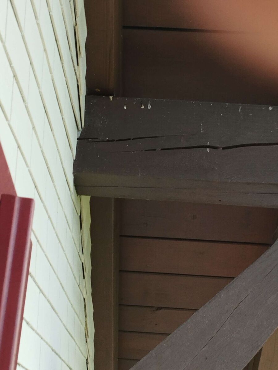 wespennest_entfernen