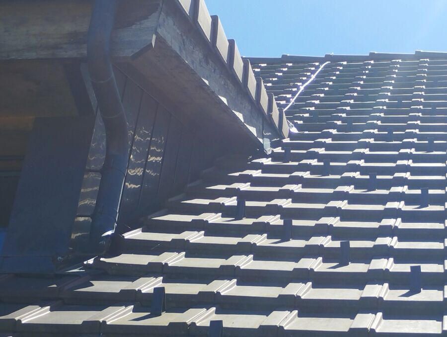 wespennest_entfernen