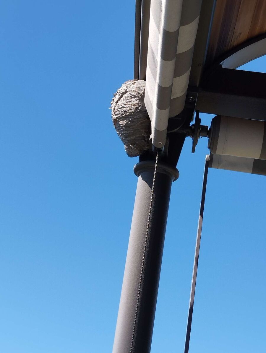 wespennest_entfernen