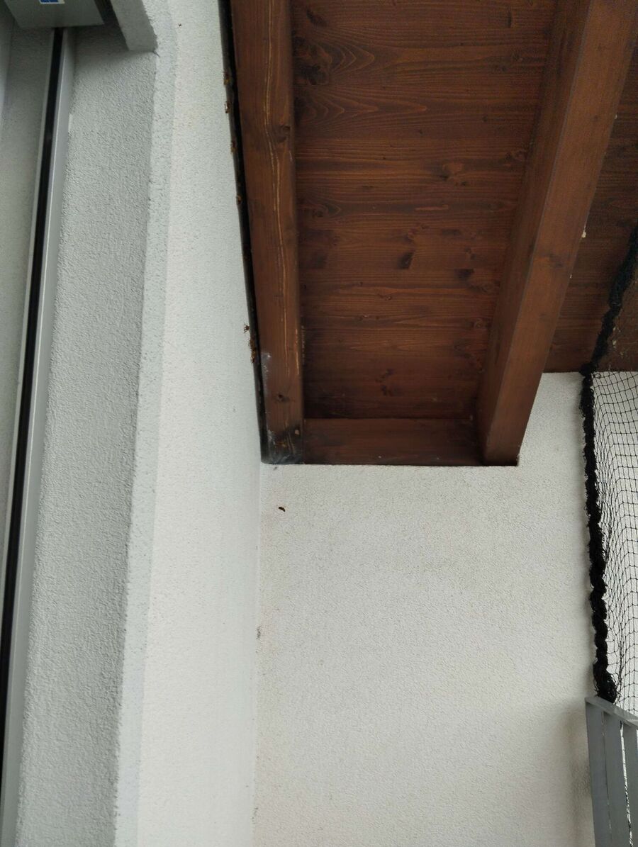 wespennest_entfernen