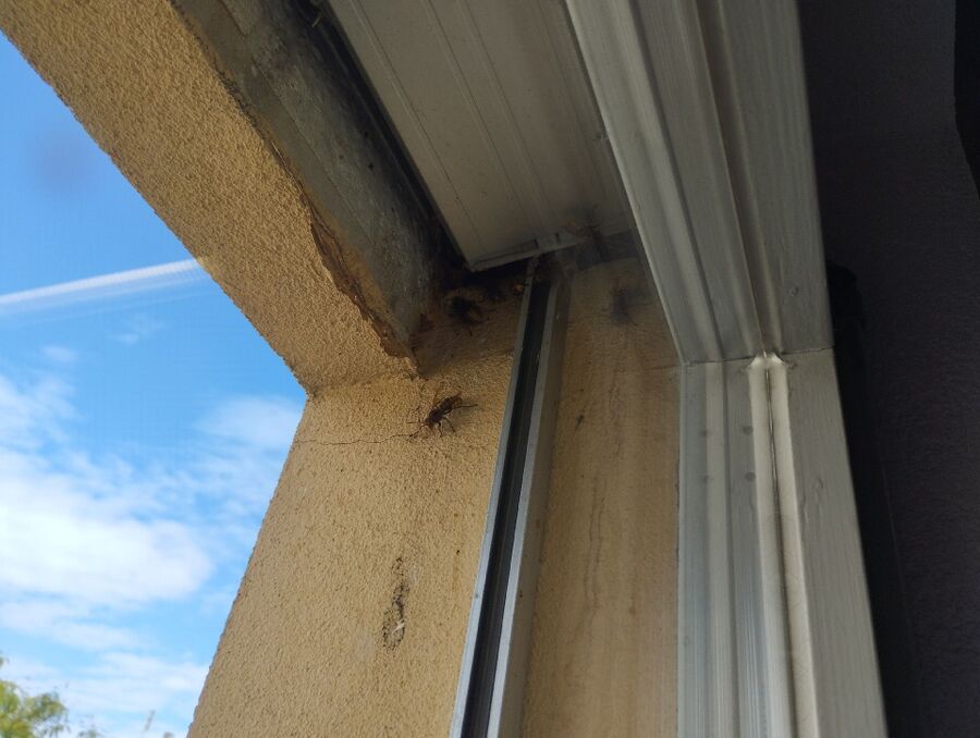 wespennest_entfernen