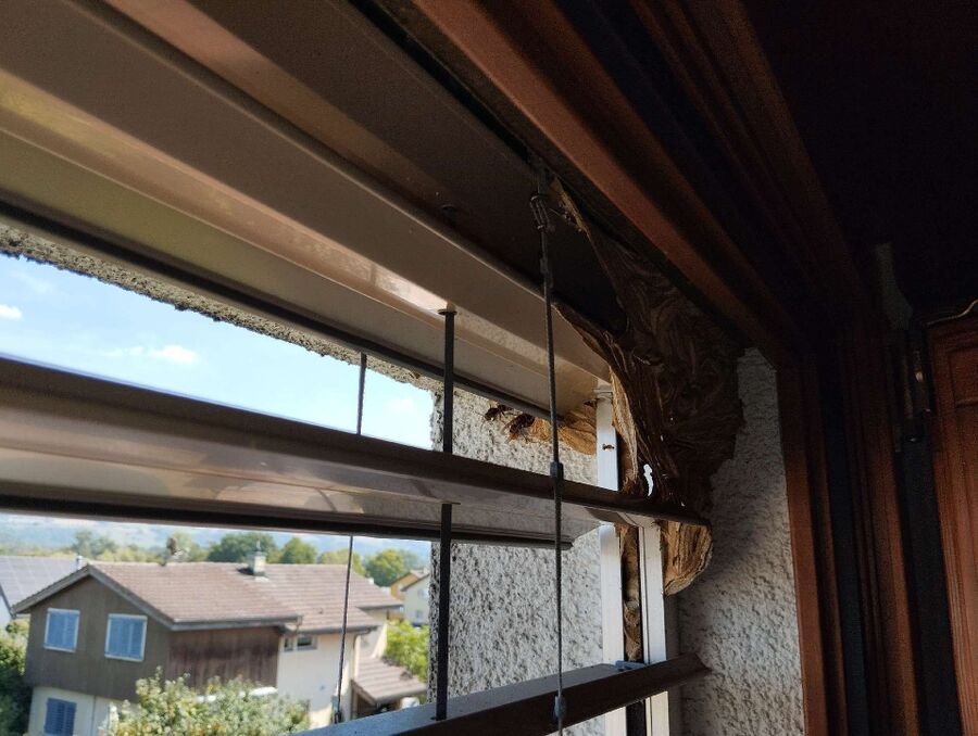 wespennest_entfernen