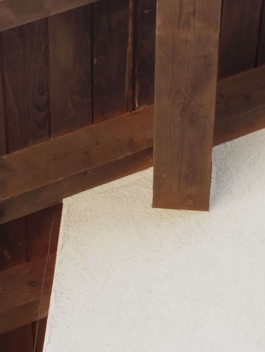 wespennest_entfernen