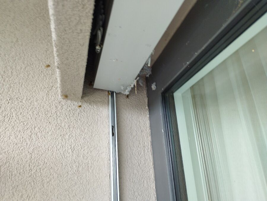 wespennest_entfernen