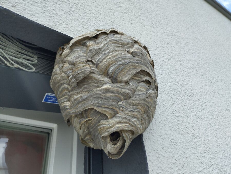 wespennest_entfernen