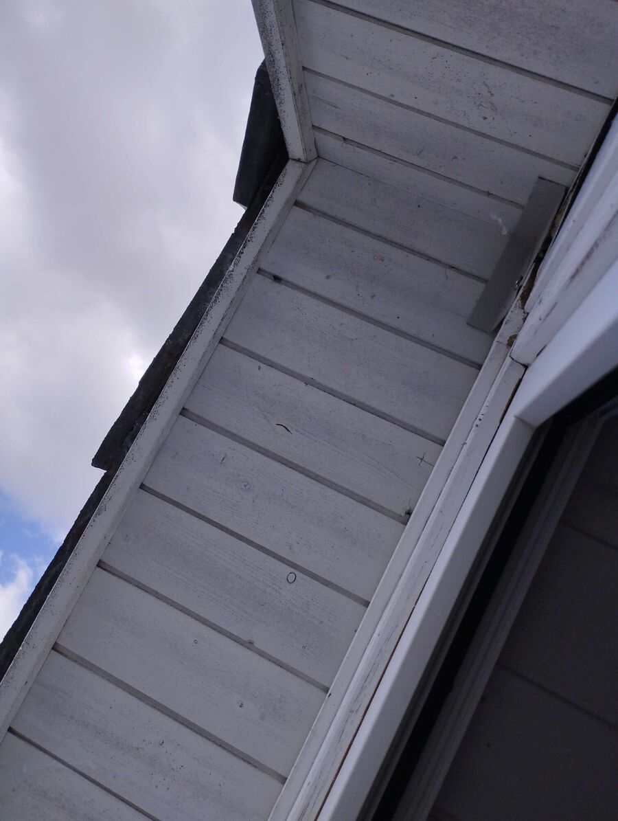 wespennest_entfernen