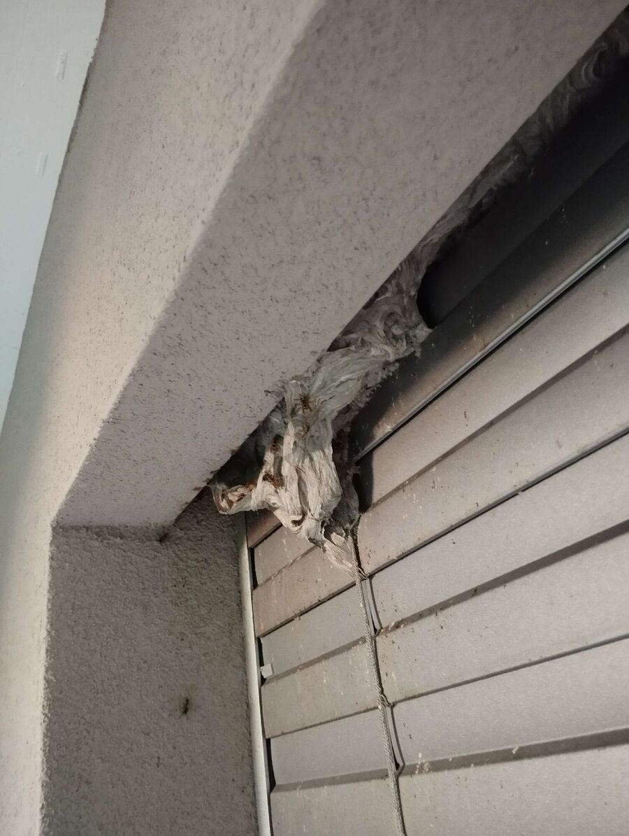 wespennest_entfernen