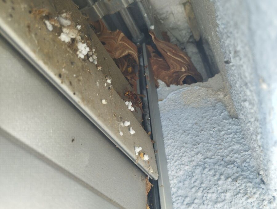 wespennest_entfernen