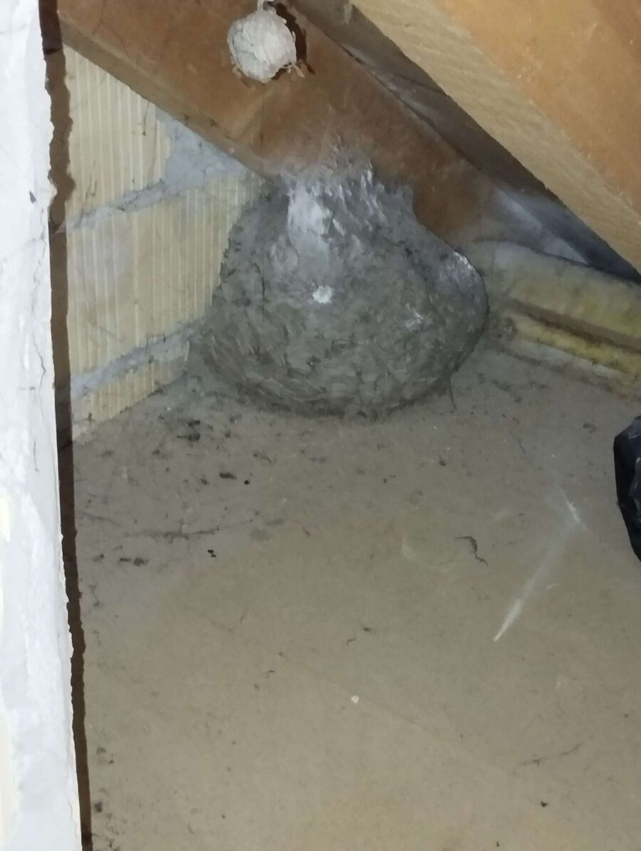 wespennest_entfernen