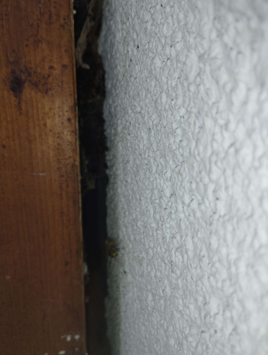 wespennest_entfernen