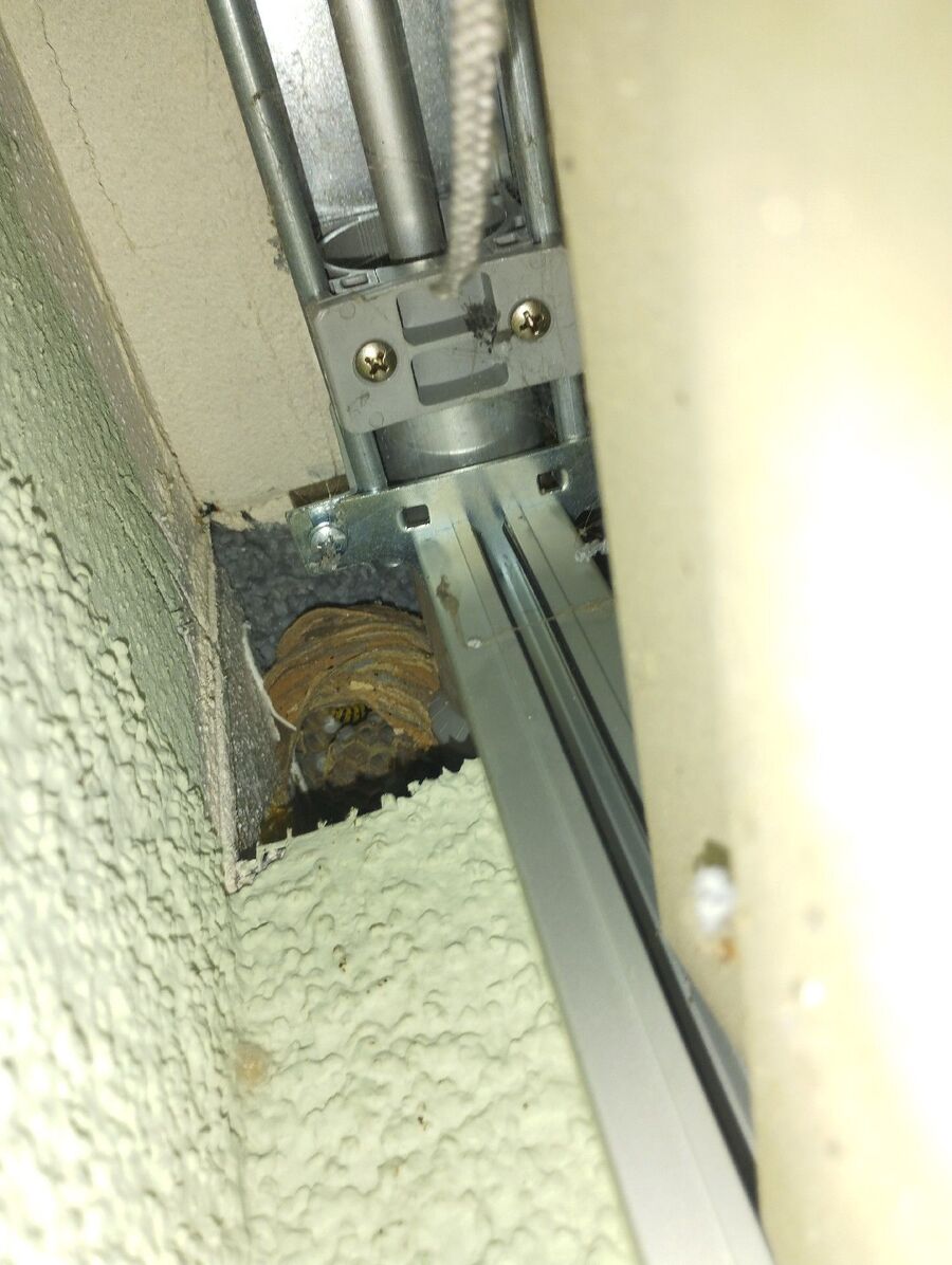 wespennest_entfernen